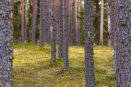 Pine forest. beautiful spring Pine forest in Estonia