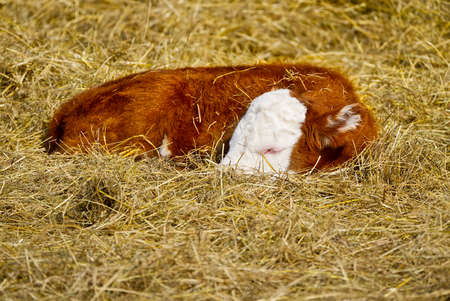 new born calf of Chandler Herefords cow breed, sleeping under spring sut at field. A baby cow sleeping on hayの写真素材