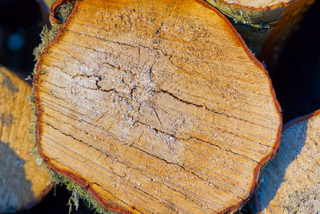 Wood texture on a cut of a tree. lumber industry.