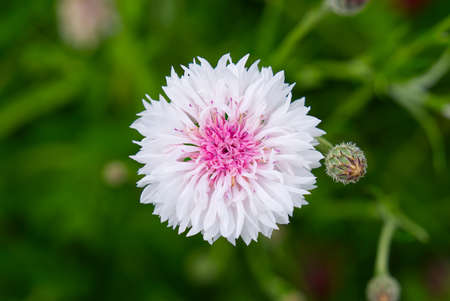 White bee cornflower, close up on natural background. macro photography