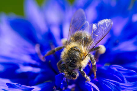 a bee collects pollen from a cornflower. Blue bee cornflower, close up on natural background. macro...