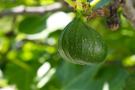 green unripe figs on a tree in sunny weather, close-upの写真素材