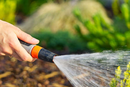 Hand holding a hose watering flowers.watering the flower beds with a hose in front of the house....