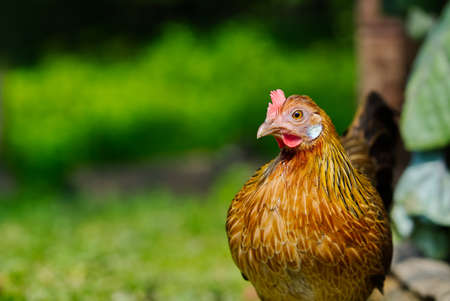 Portrait of a bright orange chicken Phasianidae family. portrait of orange hen in nature. cute hen portrait over out of focus backgroundの写真素材