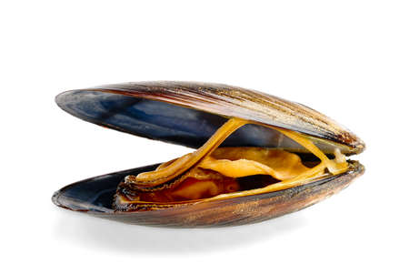 Boiled mussel isolated on a white background. seafood deliciousness
