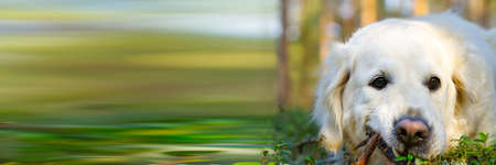 Golder Retreiver dog, in the park, smiling, laying around. Retriever dog