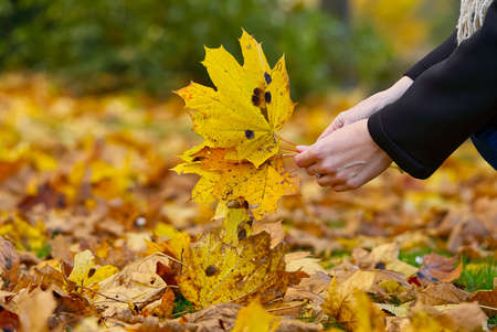 woman collects yellow maple leaves. autumn bouquet. autumn mood