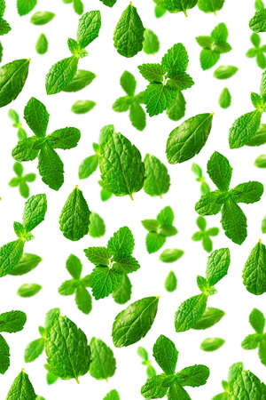 Background of fresh mint leaves on white backdrop for packaging design. peppermint abstract background.の写真素材