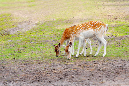 Spotted deer on green field. The chital or cheetal, also known as spotted deer or axis deer. White-tailed spotted baby deer eating grass on an open fieldの写真素材