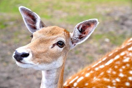 Spotted deer on green field. The chital or cheetal, also known as spotted deer or axis deer. White-tailed spotted baby deer eating grass on an open fieldの写真素材