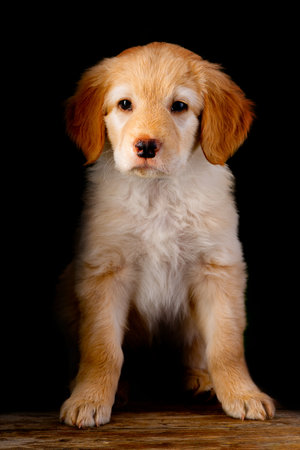 cute puppy portrait on black background. Hovawart breed. cute and funny young puppyの写真素材