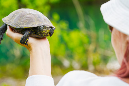 The woman is holding a small turtle in her hand. European pond turtle. Let turtle to nature for making merit.の写真素材