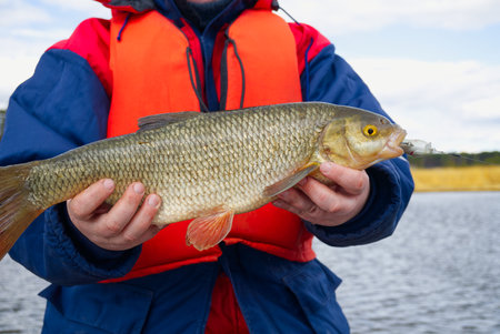 Ide fish in the hands of the angler. Big Ide fish.