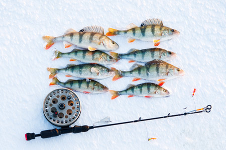 Ice fishing perch on the snow. winter fishing, perch fish on the ice in winter on the sea lake riverの写真素材