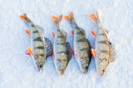 Ice fishing perch on the snow. winter fishing, perch fish on the ice in winter on the sea lake riverの写真素材