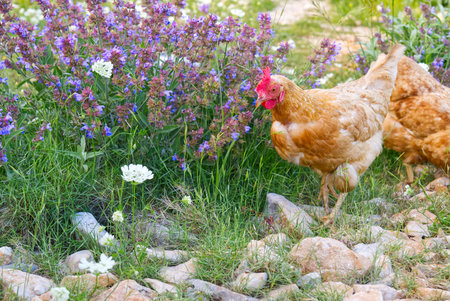 Happy hen in the organic chicken farm Eco farming. A close up look of healthy Chicken or hen.の写真素材