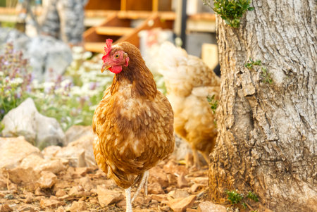Happy hen in the organic chicken farm Eco farming. A close up look of healthy Chicken or hen.の写真素材