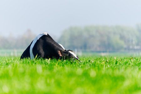 Cow on the lawn. Spotted cow grazing on beautiful green meadow. holstein cow, resting in a meadowの写真素材
