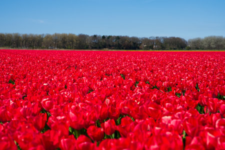 Red tulips blooming in vast springtime field. Beautiful bright red tulip in the middle of a fieldの写真素材
