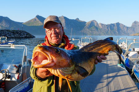 Fisherman holding a huge fish Cod. Norway Fishing tourism. Senior fisherman in ocean, fjord fishing.
