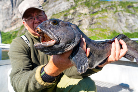 Fisherman with big wolffish near Lofoten, Senija, Alta Norway. Man holding catch Atlantic wolf fish