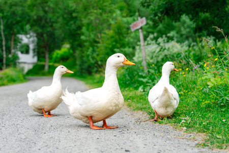 Village Stroll, Geese Gracefully Roaming Through the Scenic Landscapeの写真素材