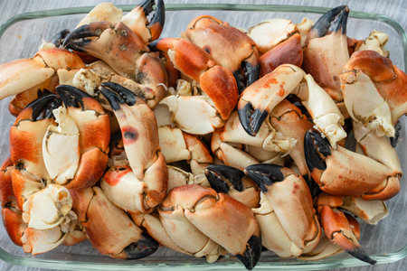 Stone crab claws. Colossal Crab claws served. Classic appetizer or entree, boiled Crab claws