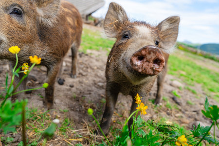 Wild boars feeding on green grain field in summer Wild pig hiding in agricultural country copy spaceの写真素材