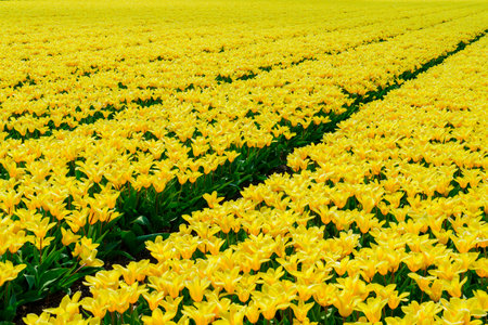 Yellow daffodil field. Spring dutch daffodil field as a floral background.の写真素材