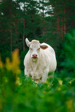 Charolais cattle grazing. Majestic French Charolais cows gracefully roaming in a picturesque meadowの写真素材