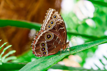 tropical butterfly with eyes on the wings caligo atreus. butterfly garden, butterfly farm