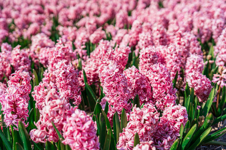 Huge Pink Aromatic Field of Blooming Hyacinths in Bright Day. Captivating Sights of Fragrance, Beautyの写真素材
