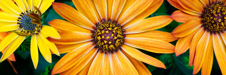 Cape marguerites orange blossom flowers in spring. African daisiesの写真素材