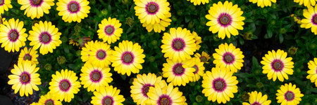 Cape marguerites yellow blossom flowers in spring. African daisies