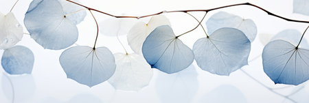 Botanical masterpiece delicate white leaf on light blue backdrop with enchanting bokehの素材