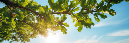 Golden sunlight filtering through lush green oak tree leaves in a picturesque natural settingの素材