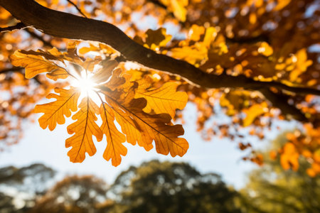Enchanting golden oak tree leaves shimmering and dancing under the gentle embrace of sunlit raysの素材