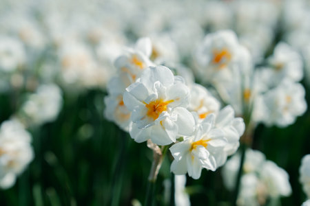 Beautiful Blooming Field of White Daffodils in the Netherlands in Springtimeの写真素材