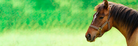 Majestic Close-up Shot of a Brown Thoroughbred Horse in Summer Daylightの写真素材