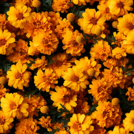 Vibrant and colorful marigold flower blooms in a seamless pattern, viewed from the topの素材