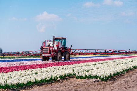 Netherlands Flower Cultivation: Tractor Spraying Fields of Flowers for Pest Managementの写真素材
