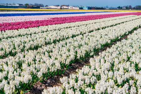 Serene Hyacinth Landscape: Capturing the Beauty of Dutch Springtimeの写真素材