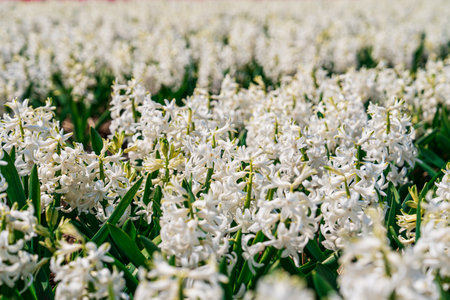 Tranquil Hyacinth Fields: Immersing in the Netherlands Springtime Beautyの写真素材