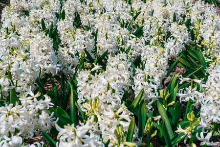 Tranquil Dutch Countryside Showcase: Wide Daffodils Field in Whiteの写真素材