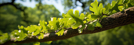 Golden sunlight filtering through vibrant green oak tree leaves in a serene natural settingの素材