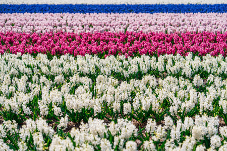 Panoramic View of White Daffodil Field in the Netherlands Idyllic Countrysideの写真素材