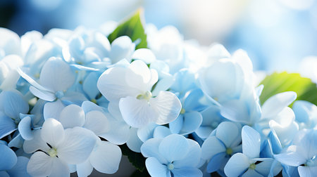 Soft bokeh background with contrasting hydrangea flowers and copy space for text placementの素材