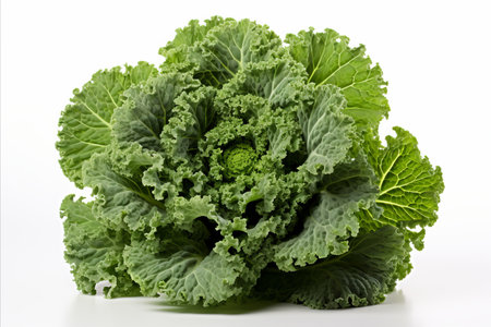 Vibrant escarole leaves on white backdrop for ads and packaging designs, visually stunning.の素材