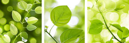 Collage of nature  landscapes and wildlife, divided with vertical lines, bright white light styleの素材