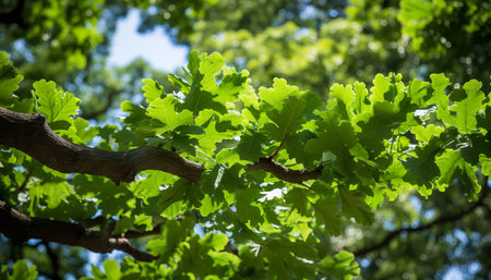 Golden sunlight streaming through vibrant oak tree leaves in a picturesque forest sceneryの素材
